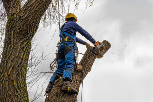 Best Commercial Tree Services  in Nashwauk, MN